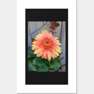 Sunny Side Up Mixed Gerbera Posters and Art